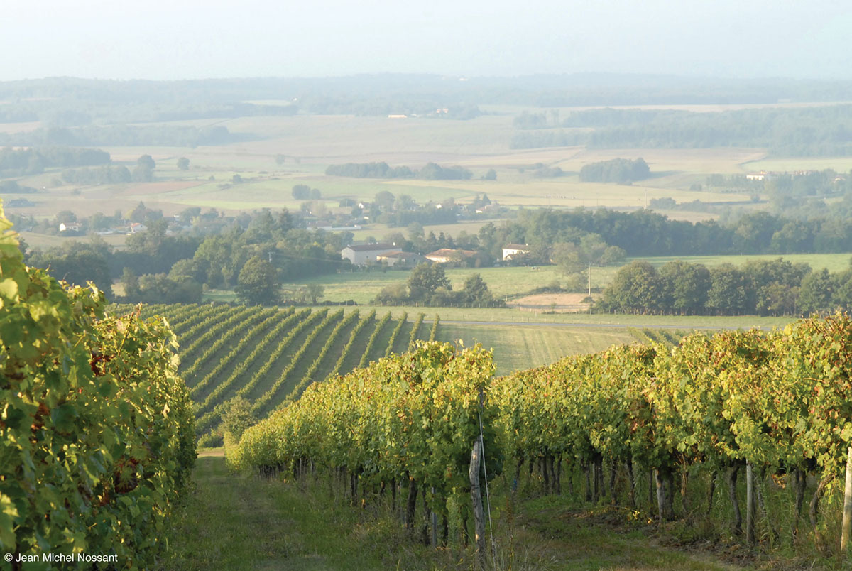 Vignoble de Saint-Sornin